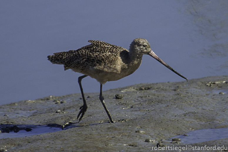 godwit